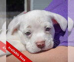 Small American Staffordshire Terrier-Boston Terrier Mix