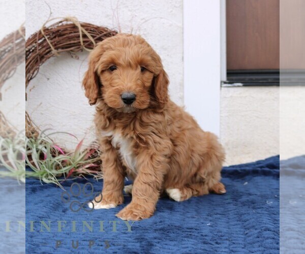 Medium Photo #4 Goldendoodle (Miniature) Puppy For Sale in NARVON, PA, USA
