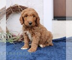 Small #3 Goldendoodle (Miniature)