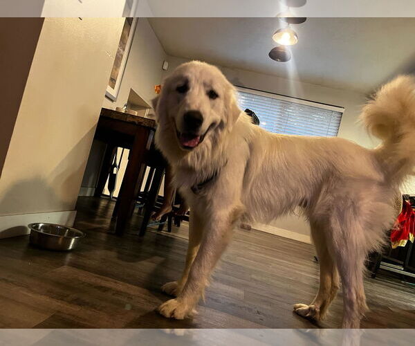Medium Photo #2 Great Pyrenees Puppy For Sale in Bountiful, UT, USA