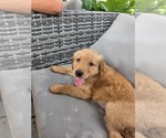 Small English Cream Golden Retriever