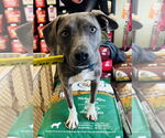 Small #9 American Pit Bull Terrier-Chihuahua Mix