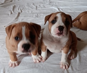 Medium American Bully