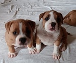 Puppy 5 American Bully