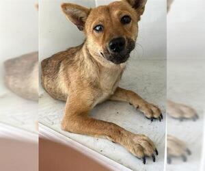 Chow Chow-Unknown Mix Dogs for adoption in Houston, TX, USA
