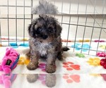 Layla - Female Cavapoo (Miniature)-Poodle (Toy) Mix Puppy for Sale - Photo #9