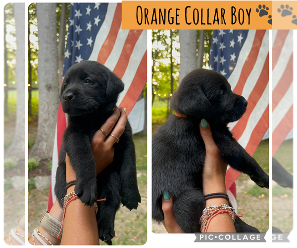 Medium Photo #9 Labrador Retriever Puppy For Sale in LOUISBURG, NC, USA