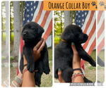 Small #8 Labrador Retriever