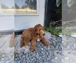 Puppy Tulip Goldendoodle
