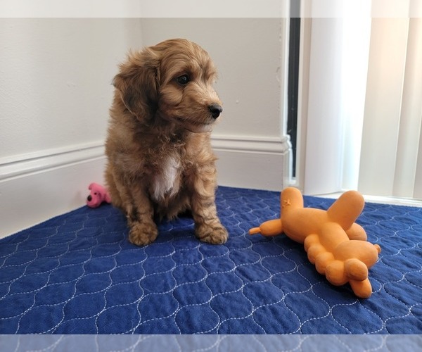Medium Photo #12 Aussie-Poo Puppy For Sale in DORAL, FL, USA