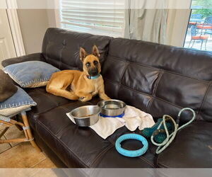 Siberian Husky-Unknown Mix Dogs for adoption in Woodland Hills, CA, USA