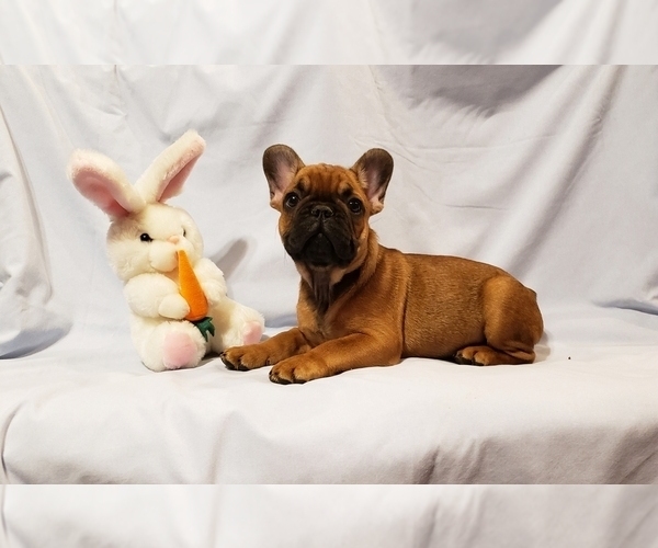 Medium Photo #10 French Bulldog Puppy For Sale in ADRIAN, MI, USA