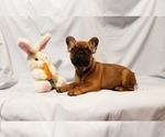 Small Photo #10 French Bulldog Puppy For Sale in ADRIAN, MI, USA