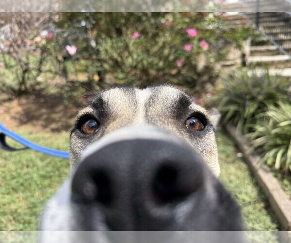 Medium Photo #3 German Shepherd Dog-Unknown Mix Puppy For Sale in La Grange , NC, USA