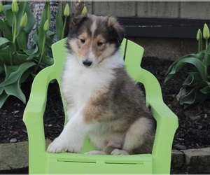Collie Puppy for sale in FREDERICKSBURG, OH, USA