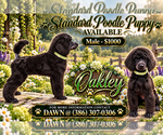 Oakley - Male Poodle (Standard) Puppy for Sale - Small photo