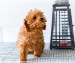 Small Photo #32 Poodle (Toy) Puppy For Sale in WAKARUSA, IN, USA