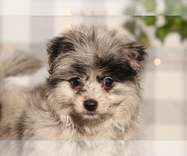 Medium Photo #2 Pom-A-Poo Puppy For Sale in MARIETTA, GA, USA