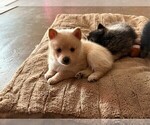 Puppy Blondie Alaskan Klee Kai-Pomsky Mix