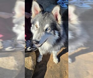 Siberian Husky-Unknown Mix Dogs for adoption in Elk Grove, CA, USA