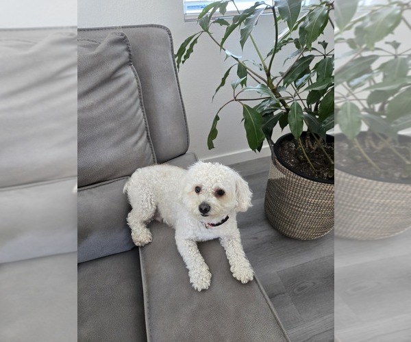 Medium Photo #1 Poodle (Toy) Puppy For Sale in YUCAIPA, CA, USA