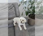 Small Photo #1 Poodle (Toy) Puppy For Sale in YUCAIPA, CA, USA