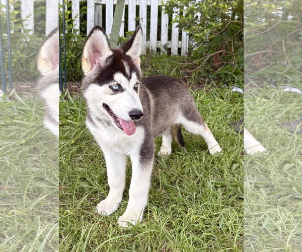 Medium Photo #4 Siberian Husky Puppy For Sale in Holly Hill, SC, USA
