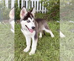 Small #3 Siberian Husky