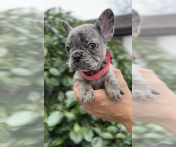 Medium Photo #6 French Bulldog Puppy For Sale in METUCHEN, NJ, USA