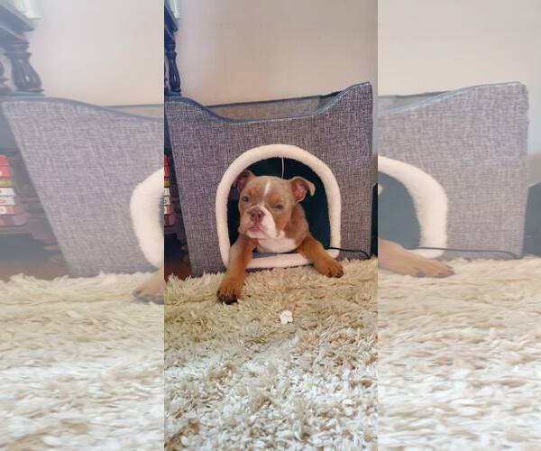 Medium Photo #2 Bulldog Puppy For Sale in Catasauqua, PA, USA