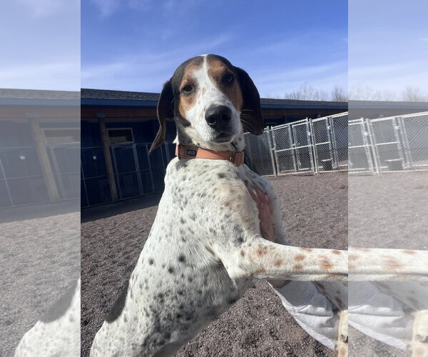 Medium Photo #2 Mutt Puppy For Sale in Webster, WI, USA