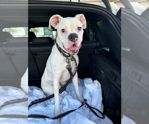 Boxer Dogs for adoption in Burnsville, MN, USA