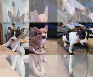 Rat Terrier Puppy for sale in BROOKFIELD, MO, USA