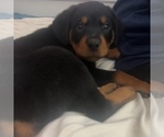 Small #36 Rottweiler