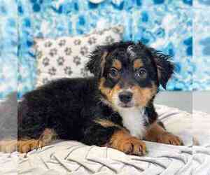 Bernedoodle Puppy for sale in MARIETTA, GA, USA