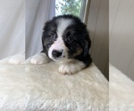 Puppy 7 Miniature American Shepherd