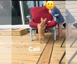 Small #20 French Bulldog