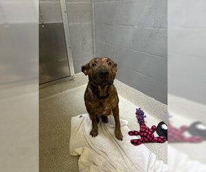 Mutt Dogs for adoption in Alameda, CA, USA