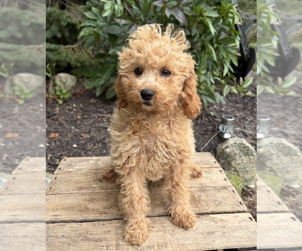 Medium Photo #4 Cockapoo (Miniature) Puppy For Sale in MIDDLEBURY, IN, USA
