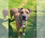 Small #1 Staffordshire Bull Terrier Mix