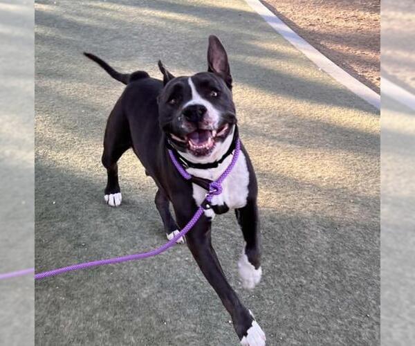 Medium Photo #1 Mutt Puppy For Sale in Las Vegas, NV, USA