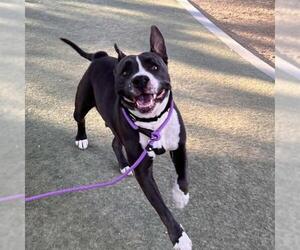 Mutt Dogs for adoption in Las Vegas, NV, USA