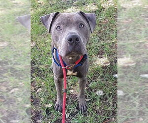 American Staffordshire Terrier Dogs for adoption in Fort Lauderdale, FL, USA