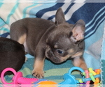 Puppy Cowboy French Bulldog