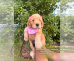 Puppy Puppy 1 Goldendoodle