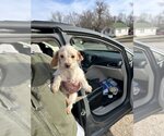 Small Photo #2 Dachshund-Unknown Mix Puppy For Sale in Studio City, CA, USA