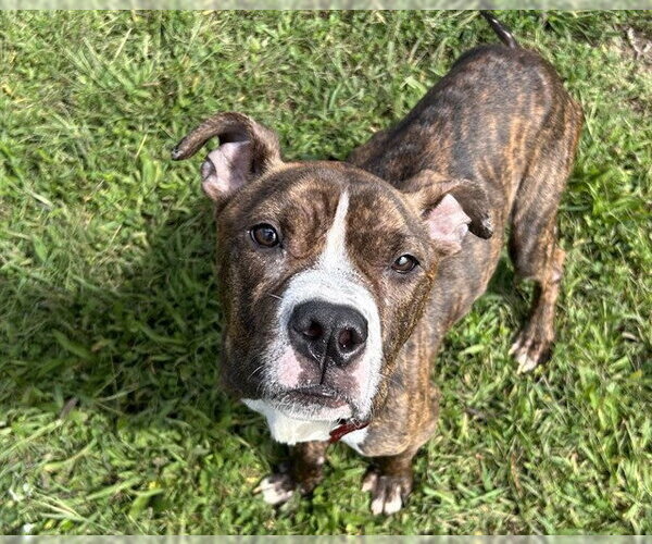 Medium Photo #1 Mutt Puppy For Sale in Springfield, MA, USA