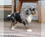 Milo - Male Bernedoodle (Miniature) Puppy for Sale - Photo #3