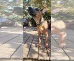 Small #3 Mutt