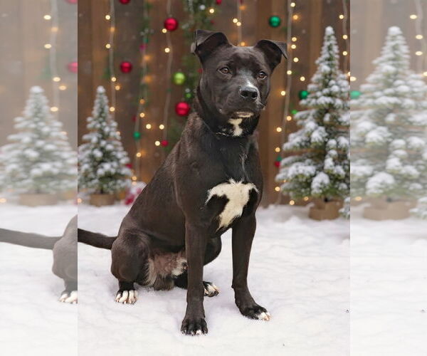 Medium Photo #2 Mutt Puppy For Sale in Talladega, AL, USA